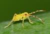 Campyloneura virgula